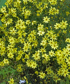 Lots of Moonbeam Tickseed flowers together with their bright yellow petals 