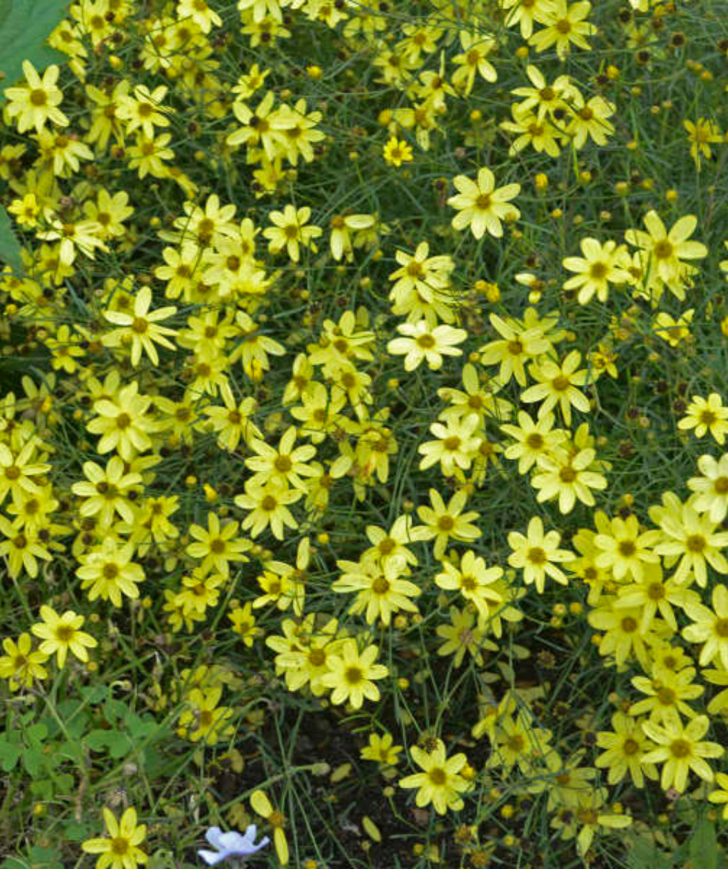 Lots of Moonbeam Tickseed flowers together with their bright yellow petals 
