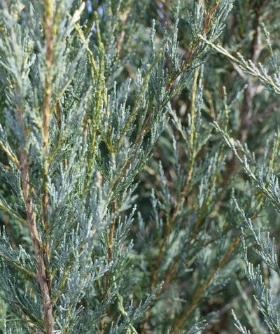 Close up of Moonglow Juniper foliage, thin blue green colored foliage on an upright growing evergreen shrub