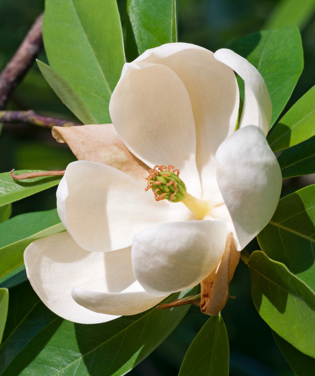 Moonglow® Sweetbay Magnolia