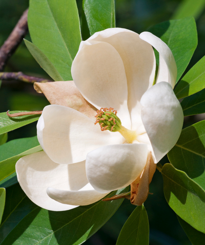 A closeup of the very large, pure white blooms of the Moonglow Sweetbay Magnolia, sitting on the dark green leaves