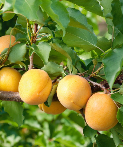 Close up of Moongold Apricot, various round yellow-orange colored fruit growing on a tree with ruffled conical shaped leaves