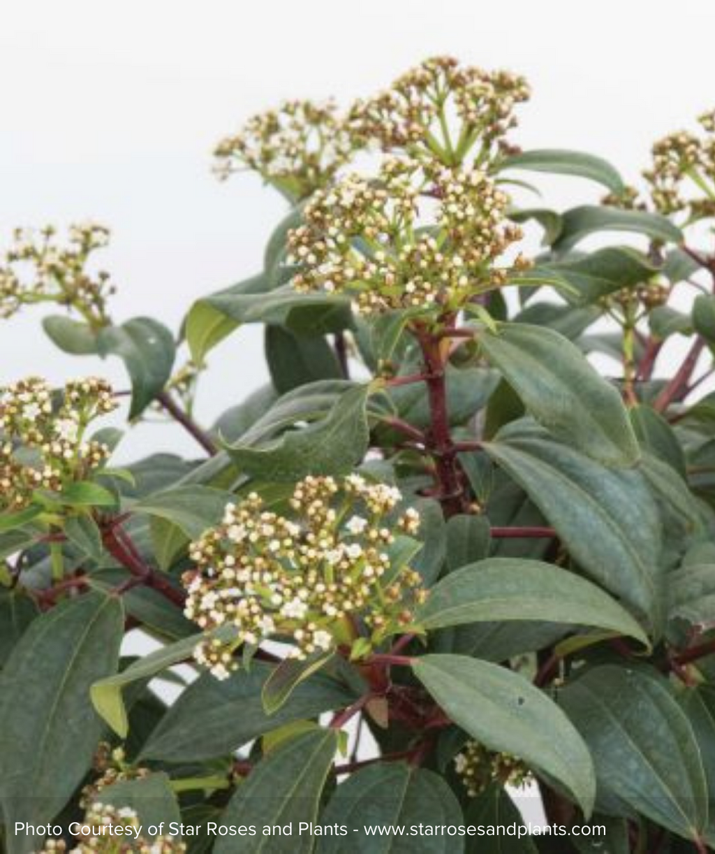 Moonlit Lace Viburnum white bud clusters with dark green foliage