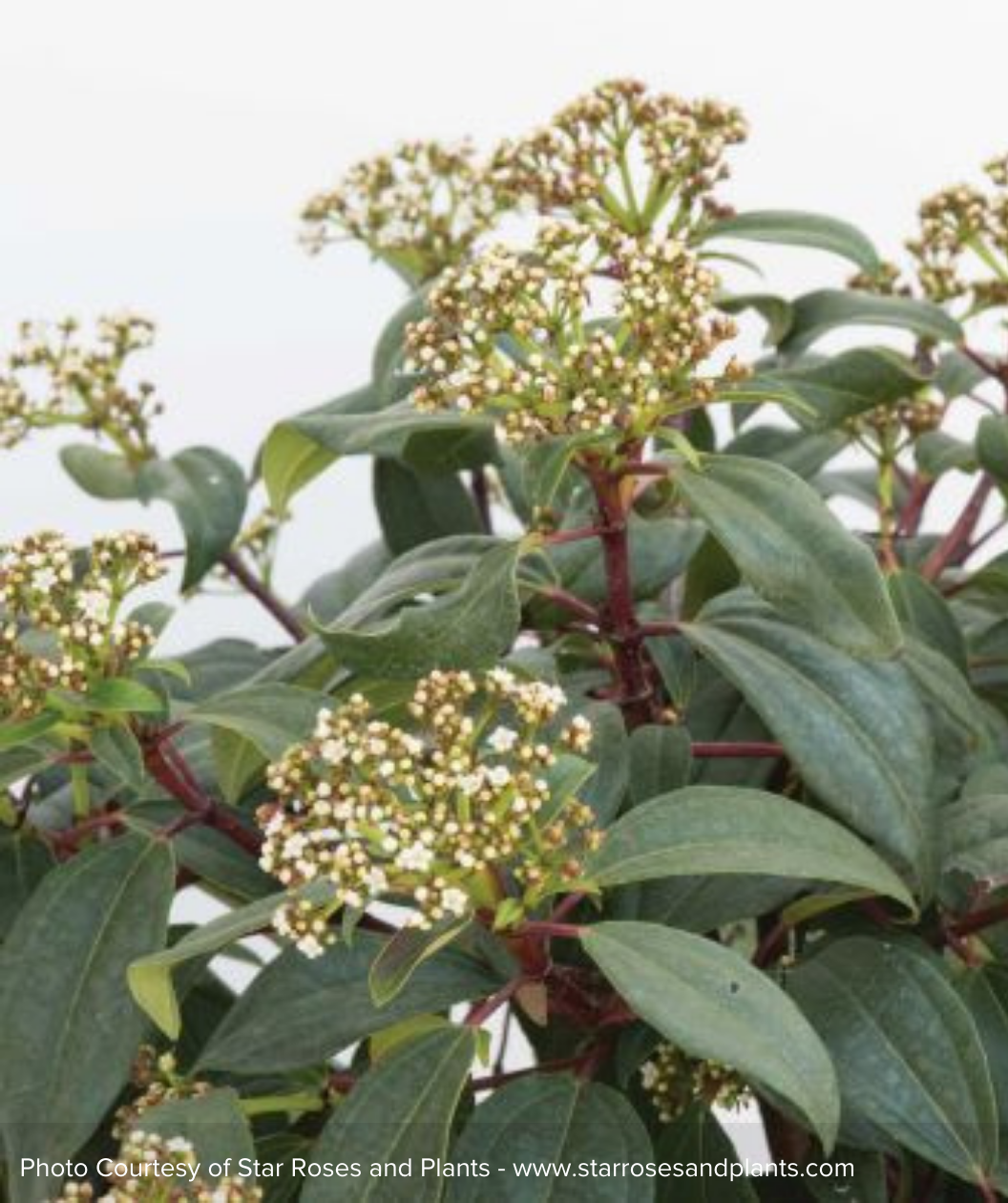 Moonlit Lace Viburnum white bud clusters with dark green foliage