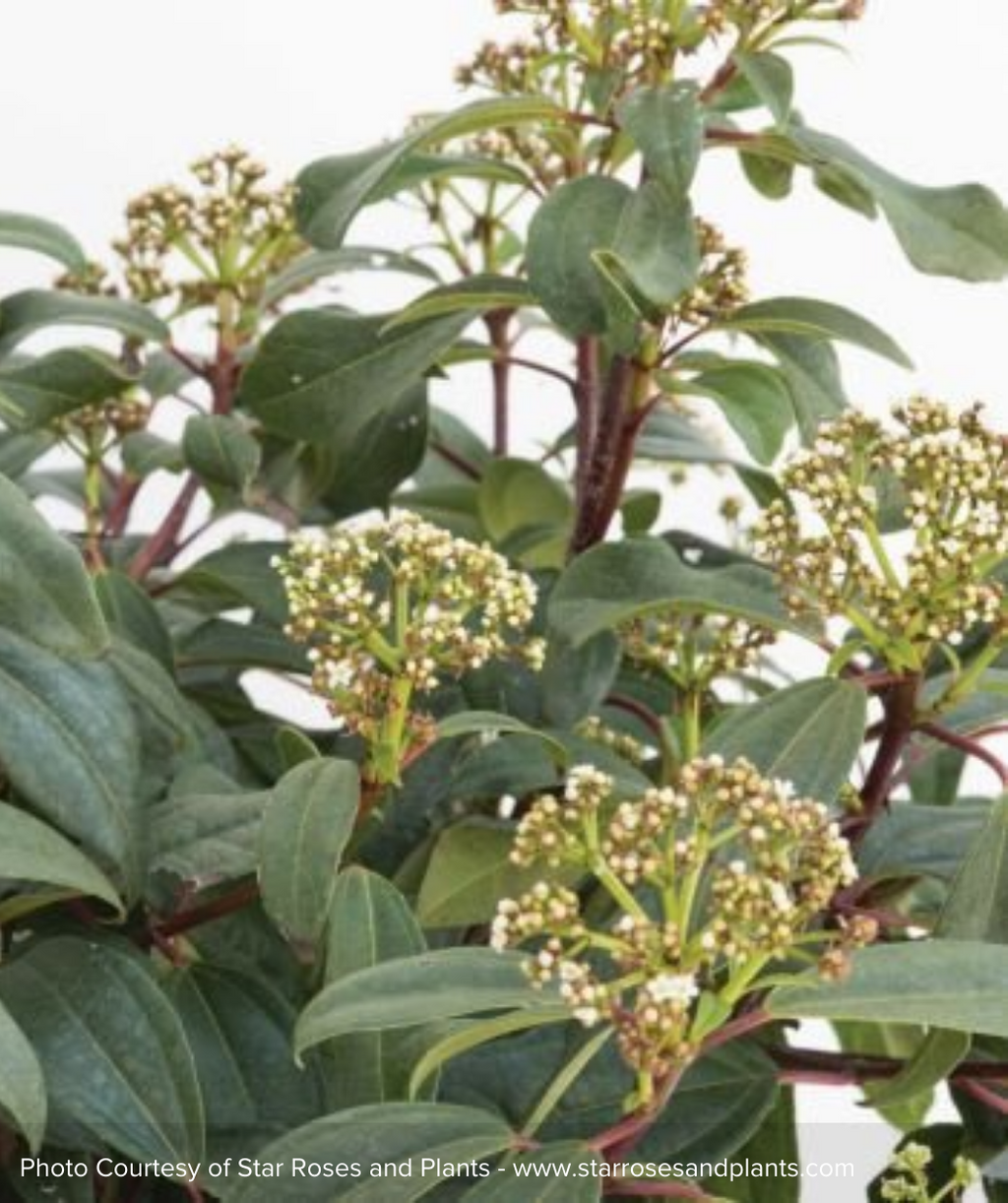 Moonlit Lace Viburnum white buds with dark green foliage 