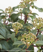 Moonlit Lace Viburnum white buds with dark green foliage 