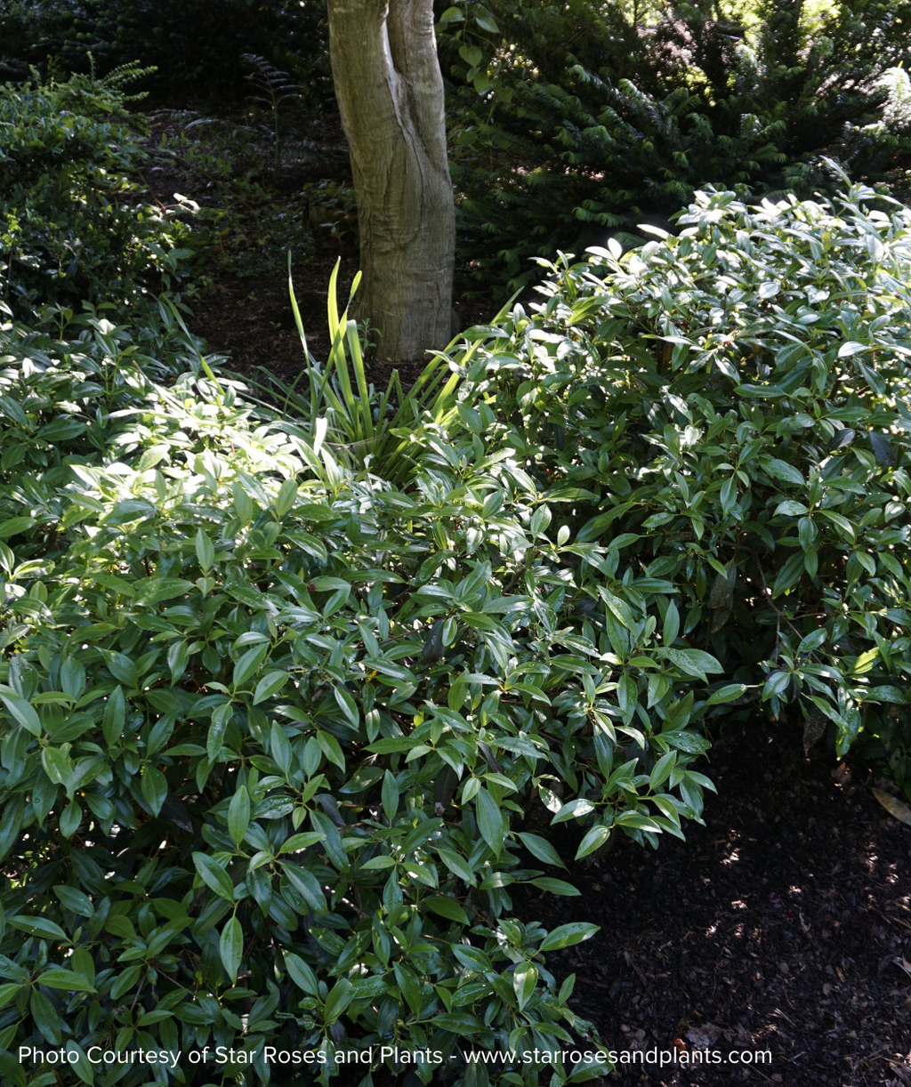Moonlit Lace Viburnum two deep green foliage shrubs planted in garden bed