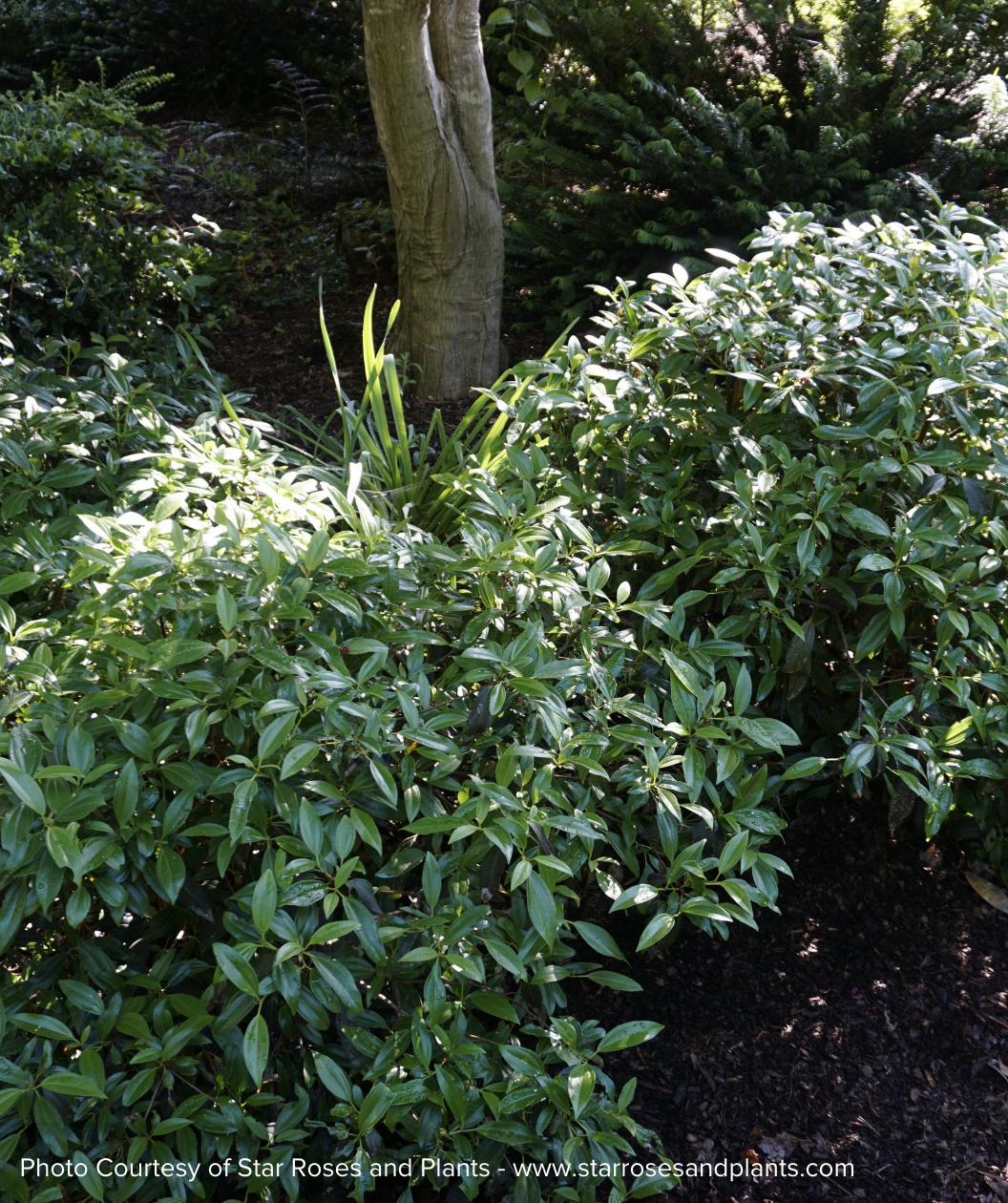 Moonlit Lace Viburnum two deep green foliage shrubs planted in garden bed