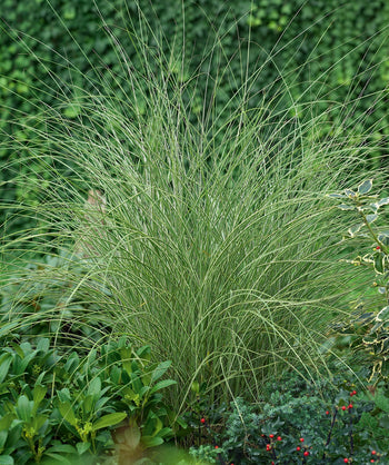 Morning Light Maiden Grass planted in a landscape, decorative grass with long thin green grass blades