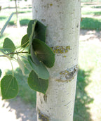 Close up of Mountain Sentinel Aspen bark, smooth light green almost white colored bark