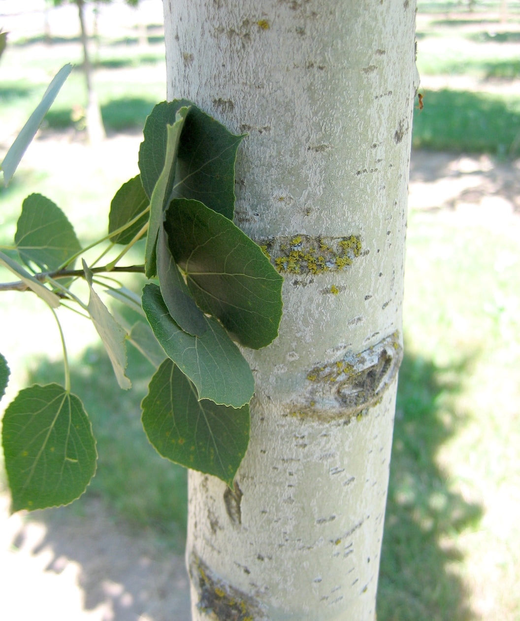Close up of Mountain Sentinel Aspen bark, smooth light green almost white colored bark
