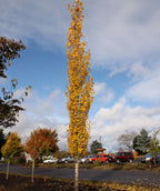 Mountain Sentinel Aspen planted in a fall landscape, upright branching covered in round foliage that is yellow with fall color