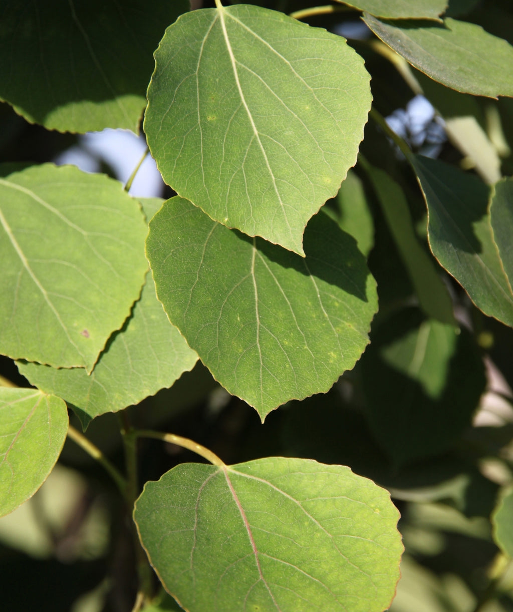 Close up of Mountain Sentinel Aspen foliage, round green leaves with yellow-green stems and veins