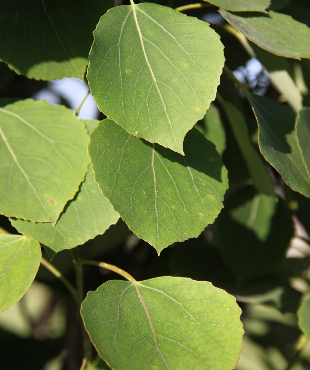 Close up of Mountain Sentinel Aspen foliage, round green leaves with yellow-green stems and veins