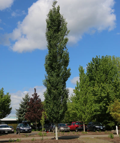 Mountain Sentinel Aspen planted in a landscape, upright branching covered in green round leaves