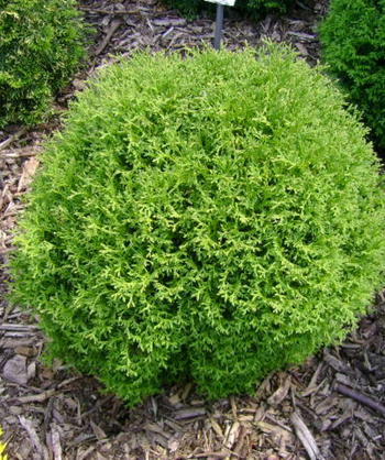 Mr. Bowling Ball Arborvitae planted in landscape