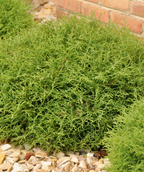 Mr. Bowling Ball Arborvitae closeup in landscape