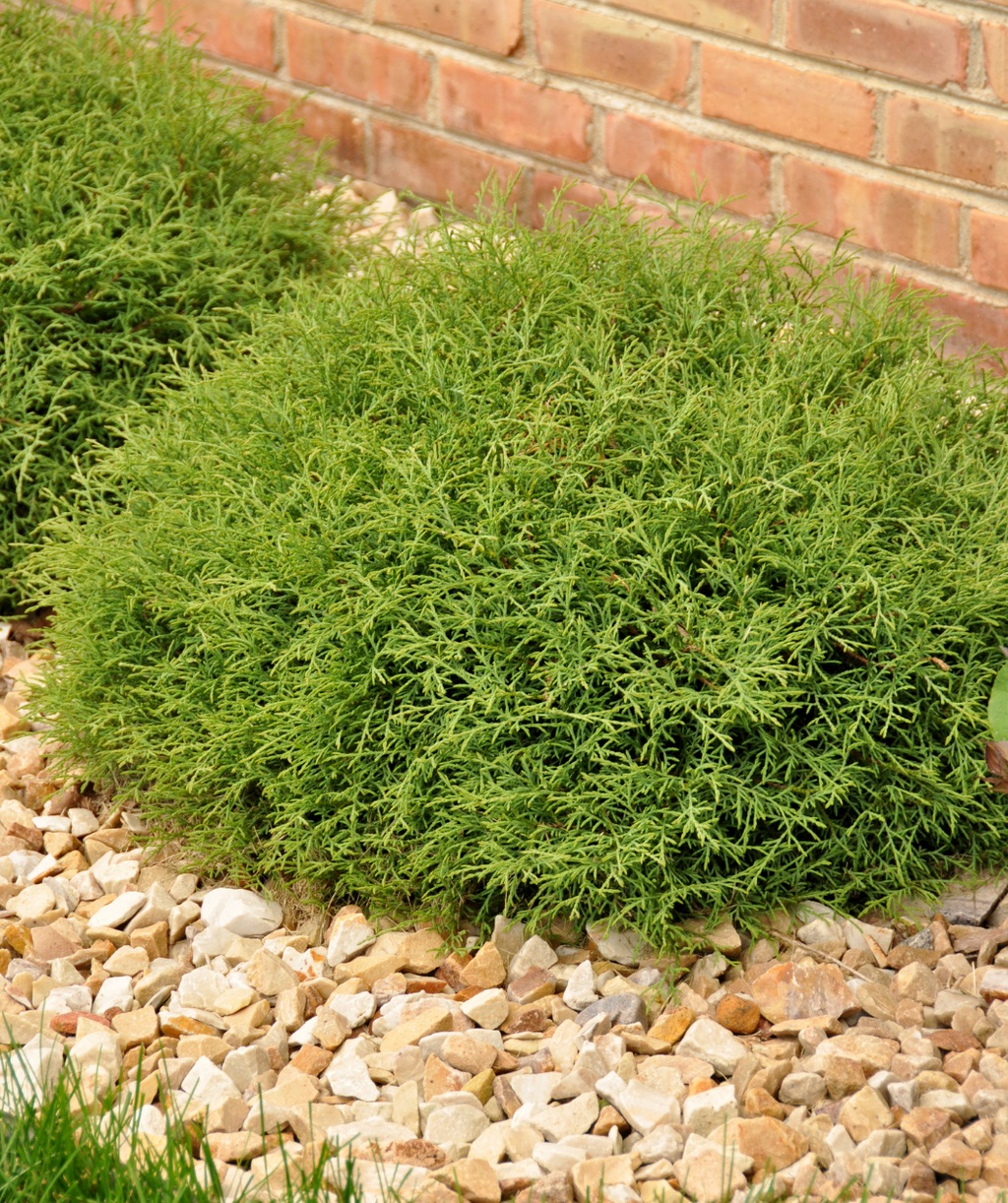 Mr. Bowling Ball Arborvitae planted in landscape