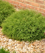 Mr. Bowling Ball Arborvitae planted in landscape