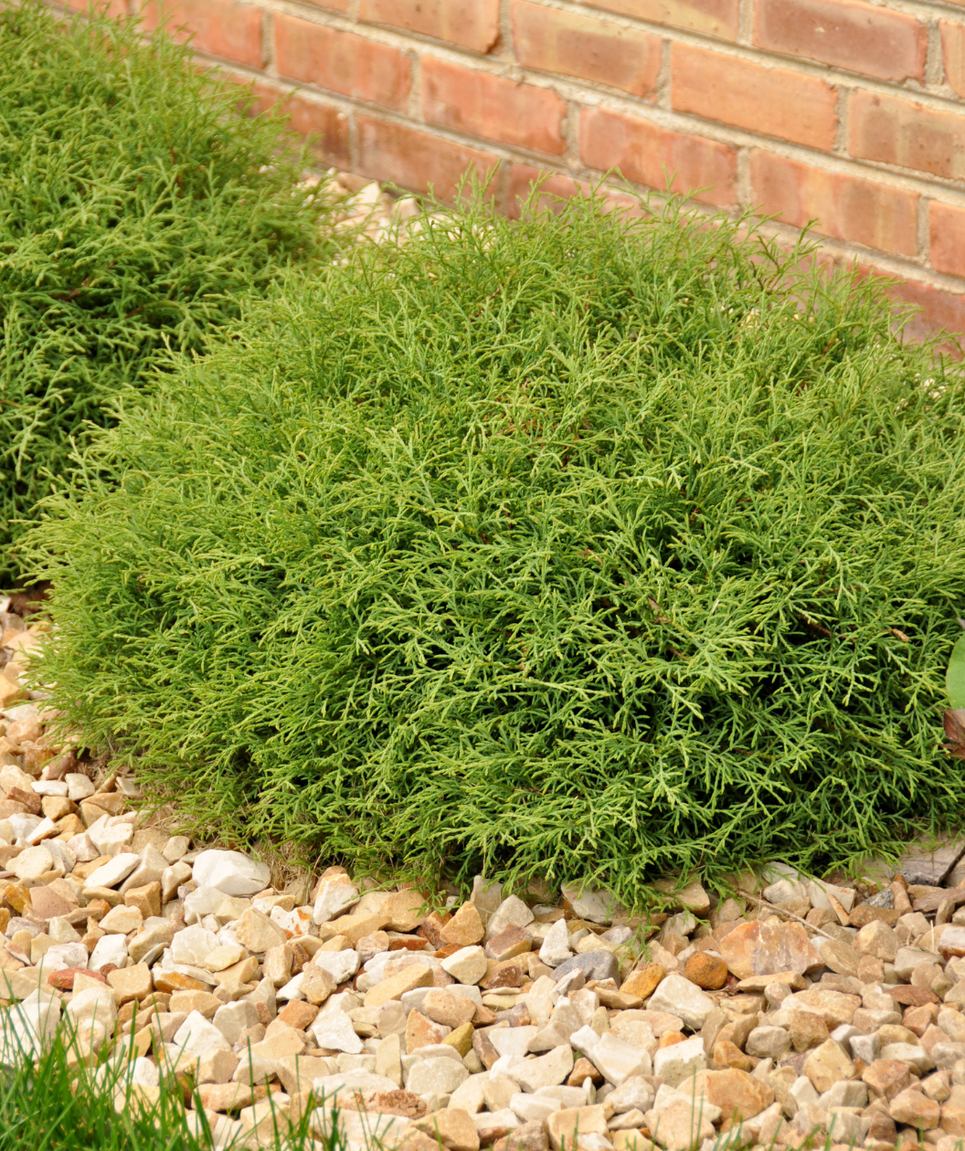 Mr. Bowling Ball Arborvitae planted in landscape