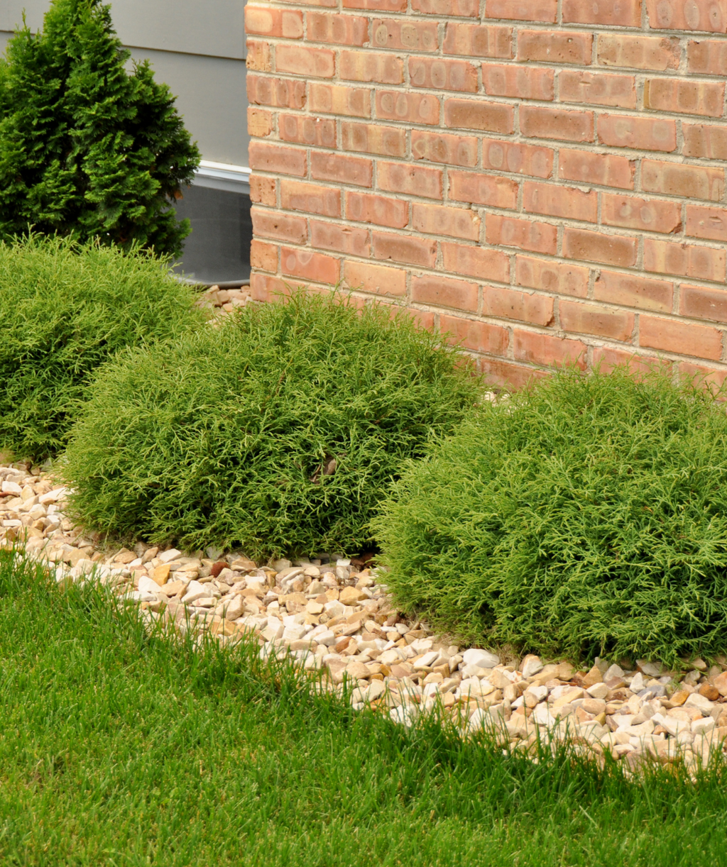Mr. Bowling Ball Arborvitae planted along a garden border