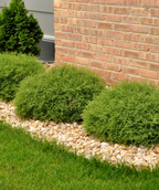 Mr. Bowling Ball Arborvitae planted along a garden border