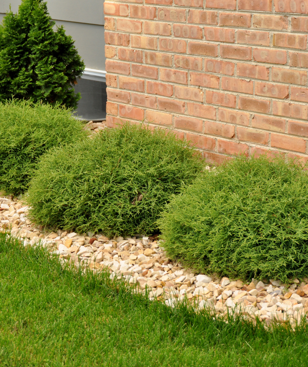 Mr. Bowling Ball Arborvitae planted along a garden border