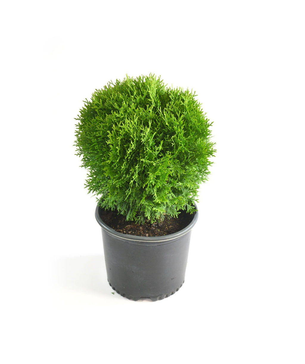 Mr. Bowling Ball Arborvitae potted plant on white