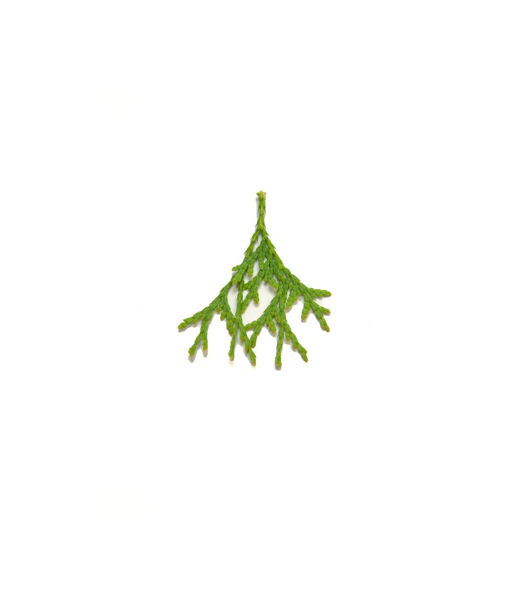 Mr. Bowling Ball Arborvitae evergreen foliage on white