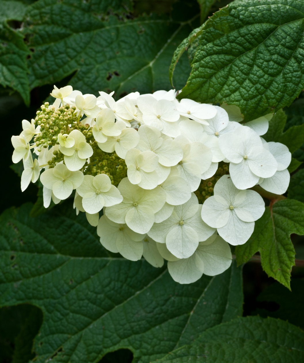 Munchkin Oakleaf Hydrangea closeup of white flower panicle