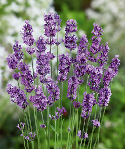 A closeup of the Munstead Lavender deep purple blooms atop thin, silver-green stems