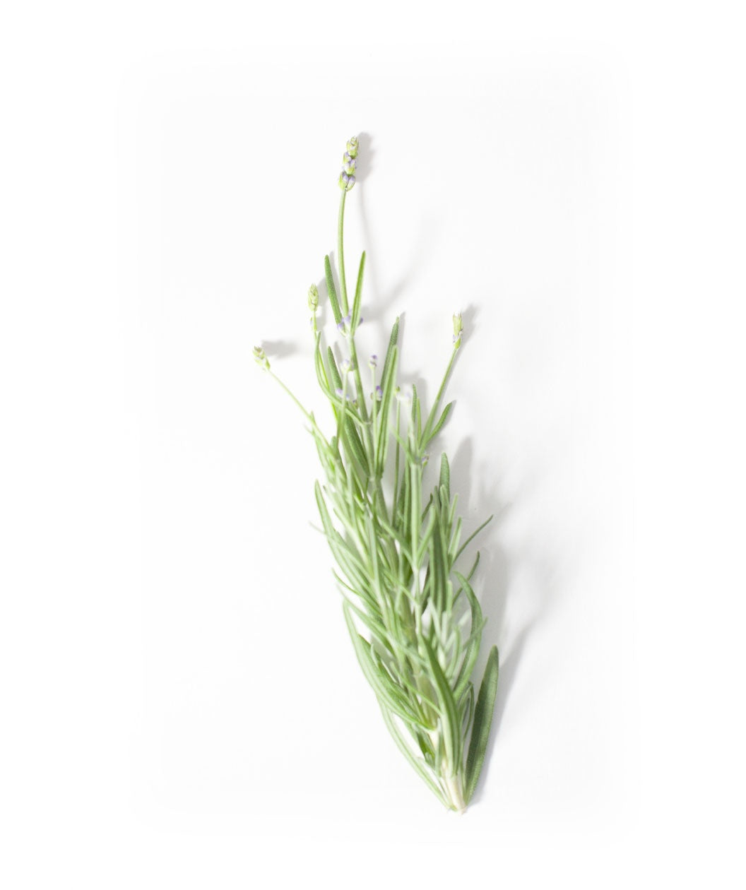 A silver-green sprig of the Munstead Lavender on a white background