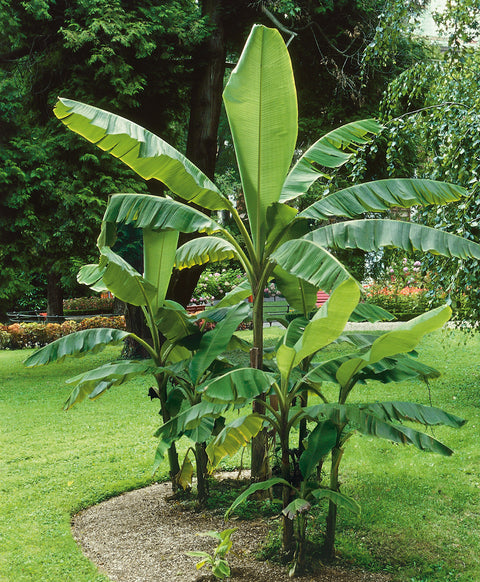 Northern Wonder Banana™