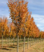 Musashino Japanese Zelkova