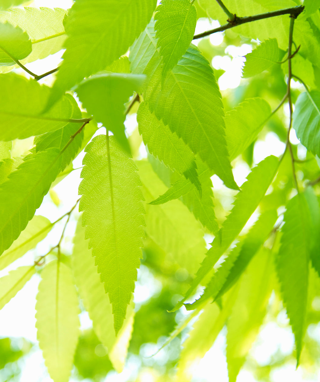A closeup of the Musashino Japanese Zelkova green leaves conical shaped serrated edged leaf