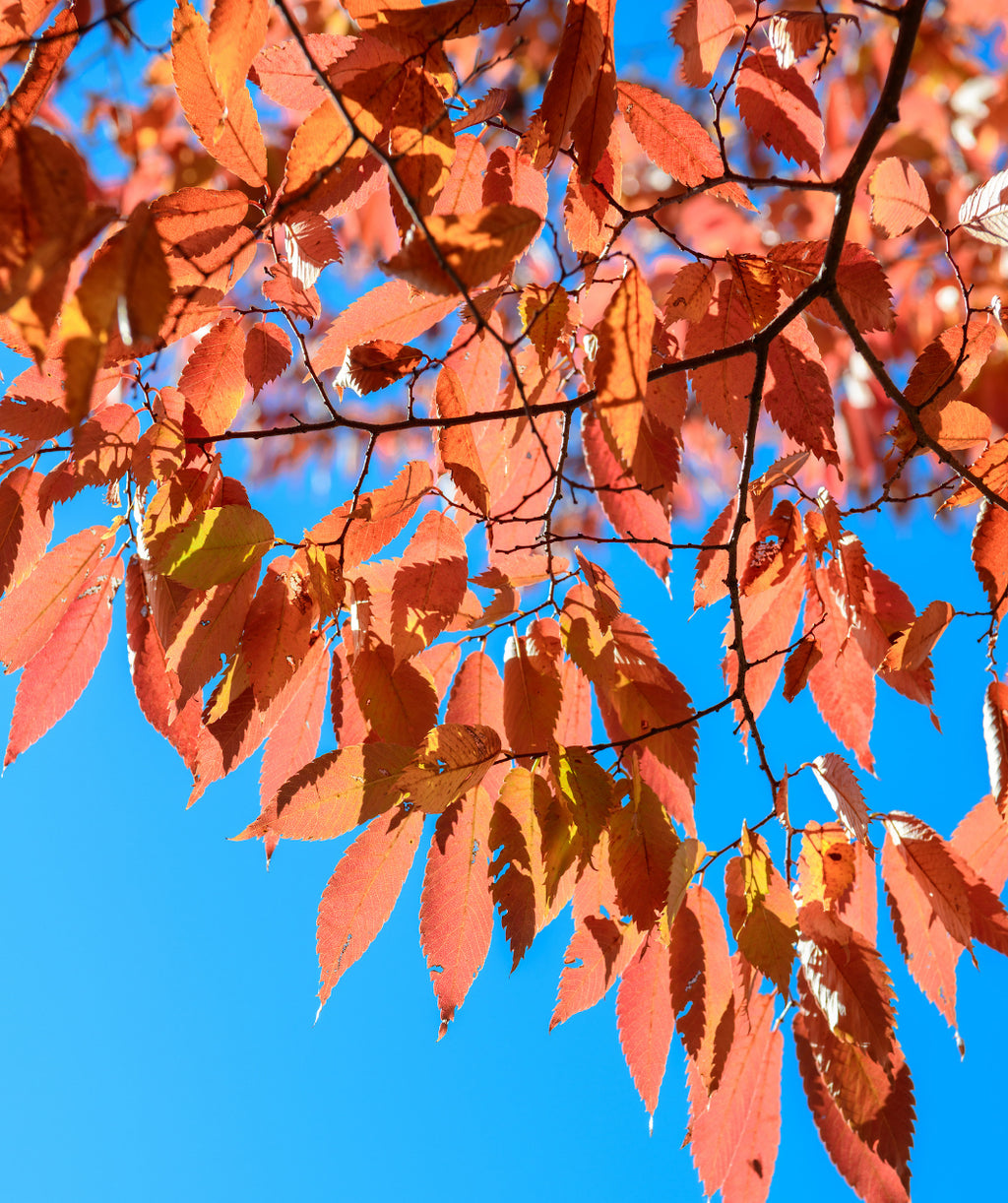 Close up of Musashino Japanese Zelkova fall leaves, in fall the green conical shaped serrated edge leaves turn to hues of orange