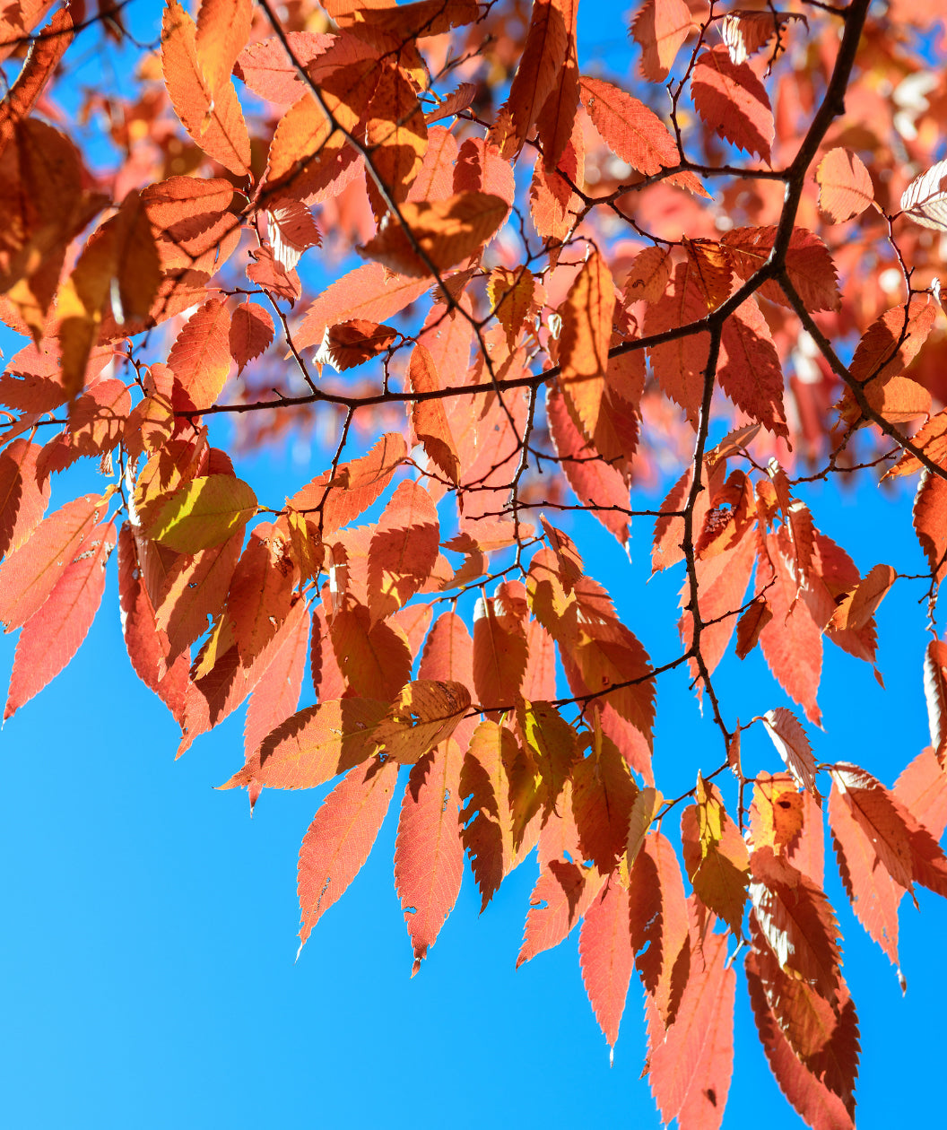 Close up of Musashino Japanese Zelkova fall leaves, in fall the green conical shaped serrated edge leaves turn to hues of orange