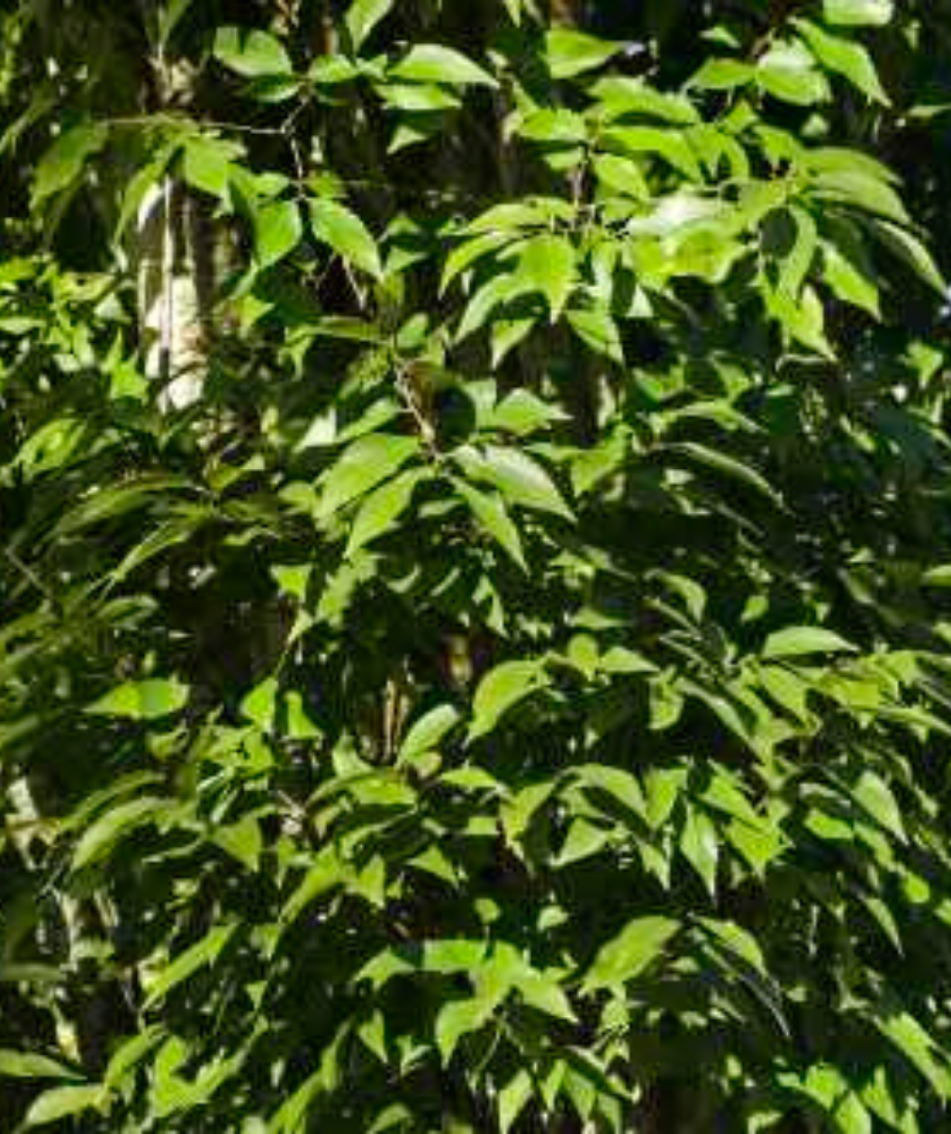 A closeup of the Musashino Japanese Zelkova rich green leaves
