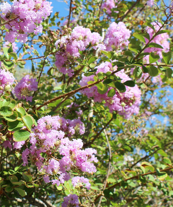 Close up of Muskogee Crapemyrtle, puffy looking lavender colored flowers with green oval shaped leaves