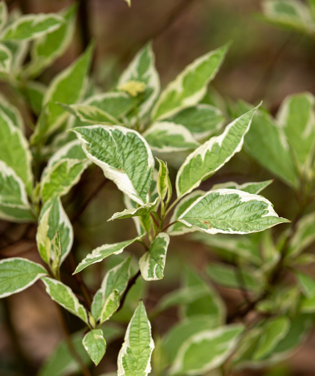 Close up of My Monet Weigela leaves, conical shaped leaves that have green centers with white edges