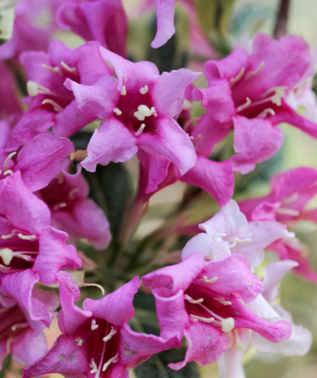 Close up of My Monet Weigela flowers, small tubular flowers that are pinkish-purple in color