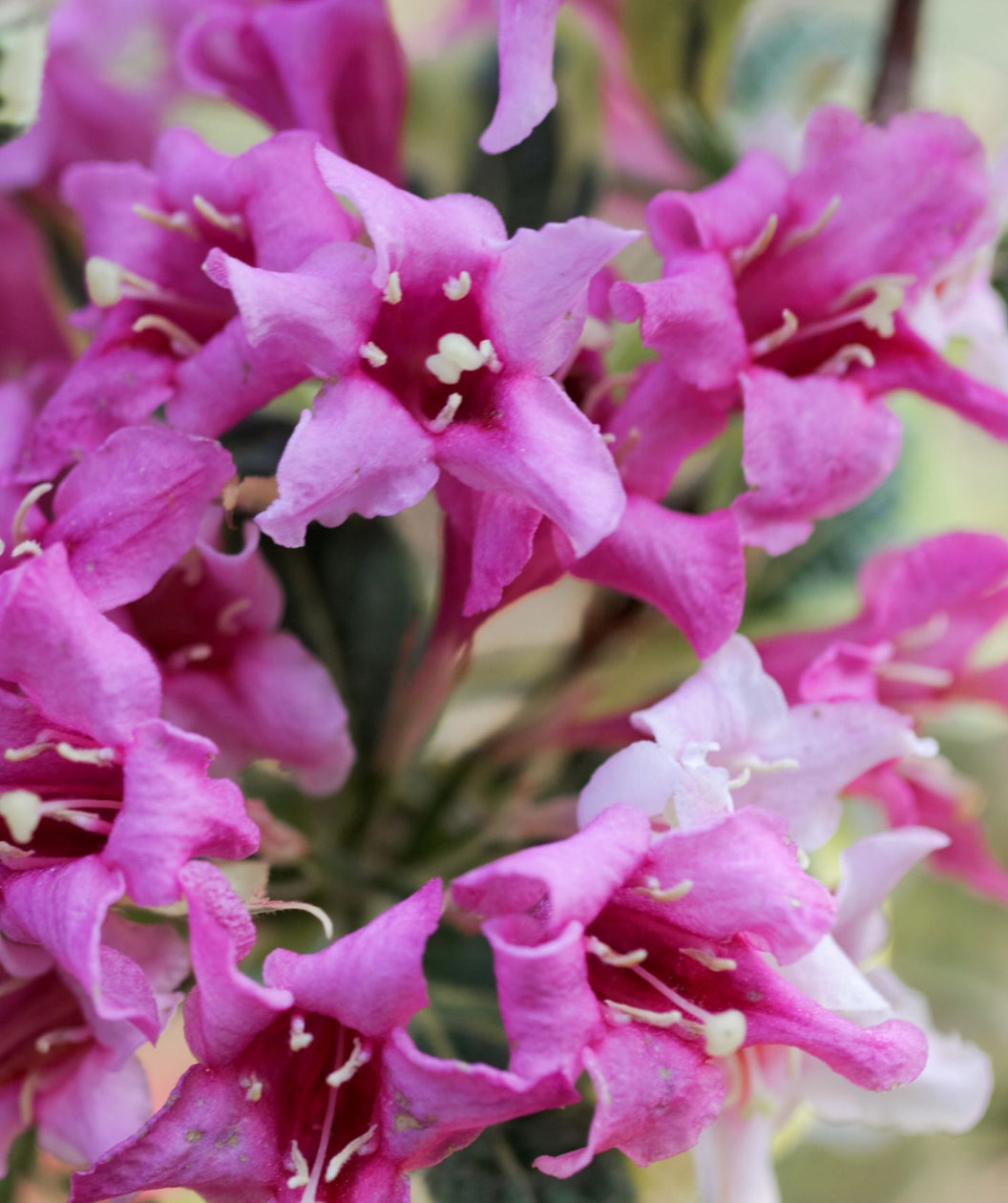 Close up of My Monet Weigela flowers, small tubular flowers that are pinkish-purple in color