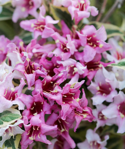 Close up of My Monet Weigela flowers, small tubular flowers that are pinkish-purple in color