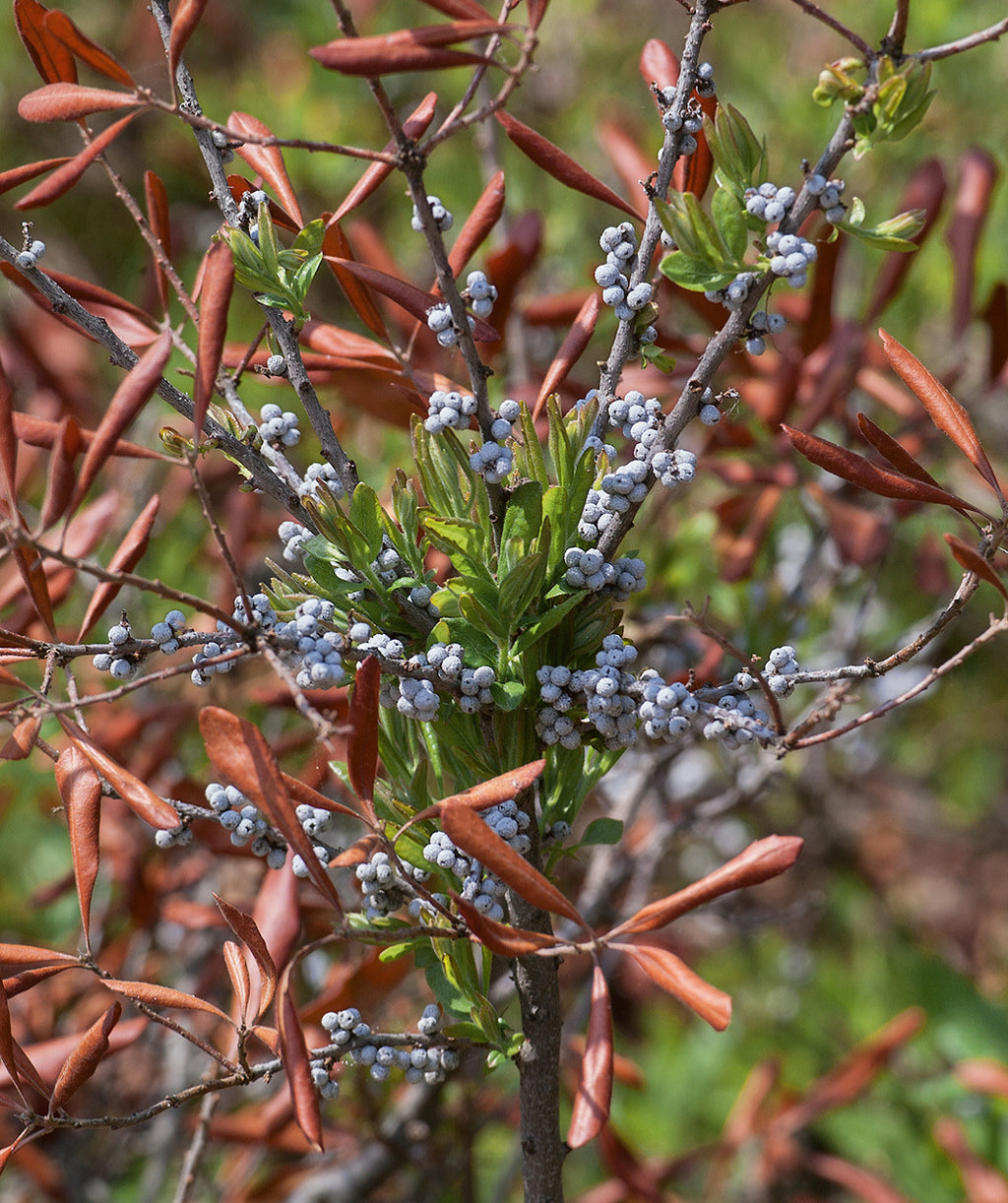 Close up of Northern Bayberry berries, very small blue-gray berries with some green new growth emerging as well
