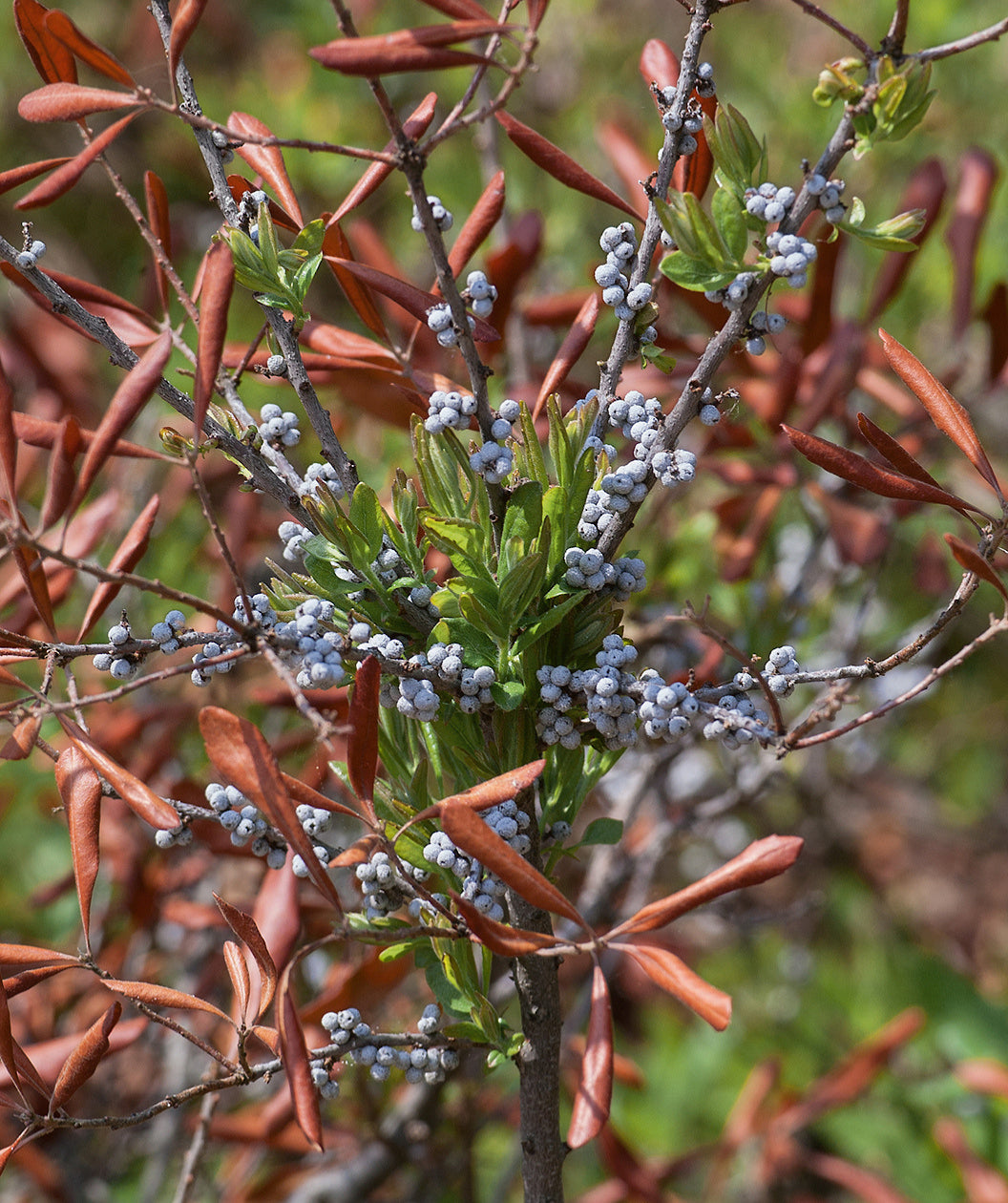 Close up of Northern Bayberry berries, very small blue-gray berries with some green new growth emerging as well