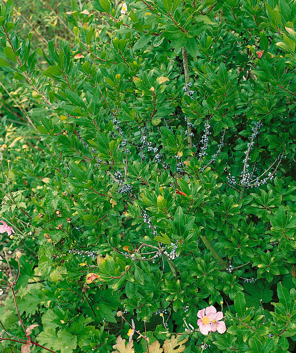 Close up of Northern Bayberry Foliage, shiny green oval shaped foliage