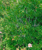 Close up of Northern Bayberry Foliage, shiny green oval shaped foliage