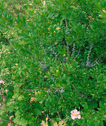 Close up of Northern Bayberry Foliage, shiny green oval shaped foliage