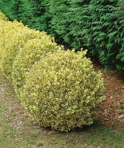 Several Variegated Boxwood shrubs planted in a landscape, evergreen shrubs with small conical shaped foliage that is green and creamy white to yellow in color