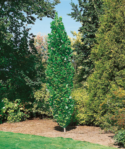 Arnold Columnar Tulip Tree planted in a landscape, upright branching covered in large green leaves